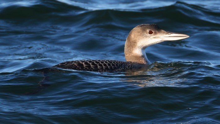 Great Northern Diver