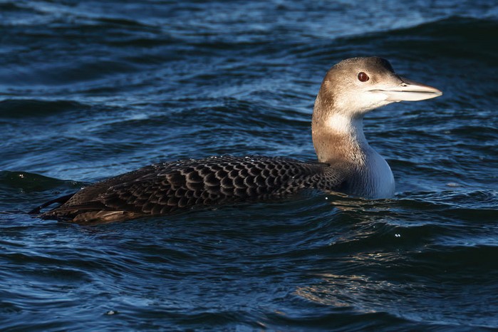 Great Northern Diver