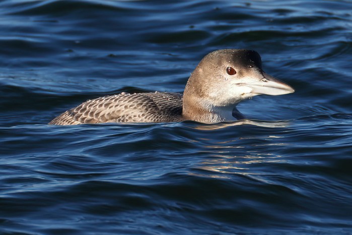 Great Northern Diver