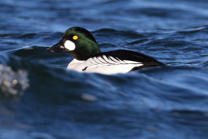 Goldeneye