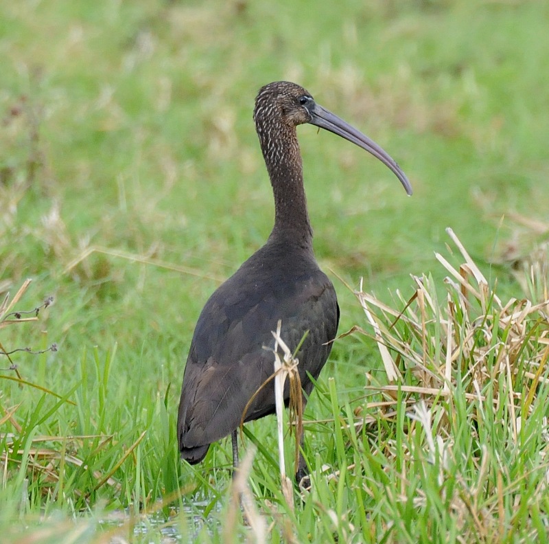 Glossy Ibis