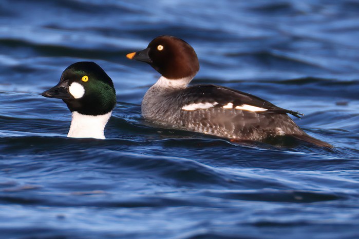 Goldeneye