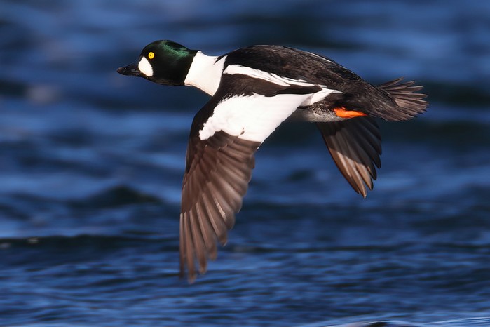 Goldeneye