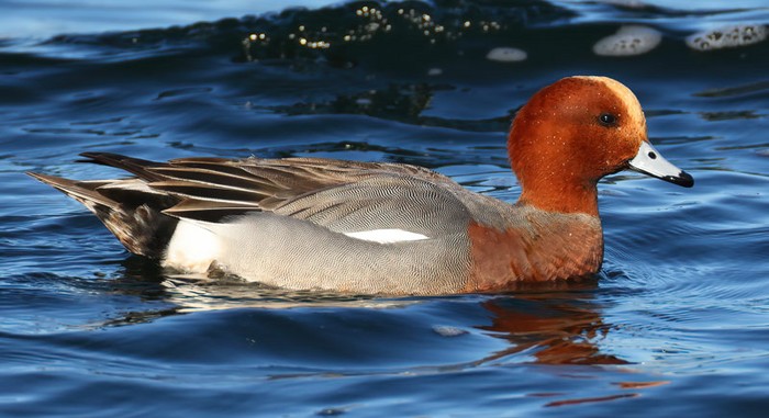 Wigeon