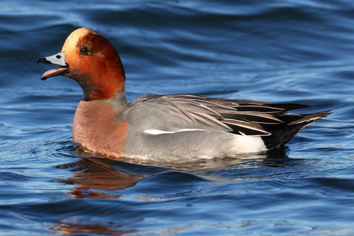 Wigeon