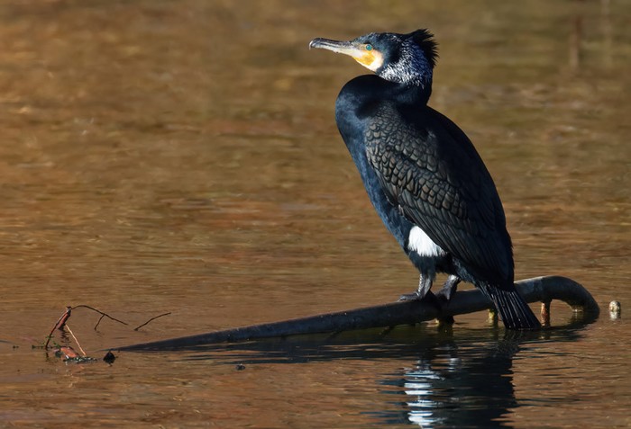 Cormorant