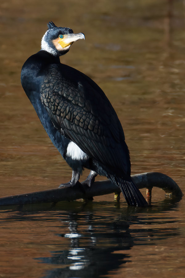 Cormorant