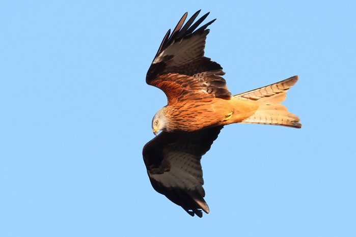 Red Kite