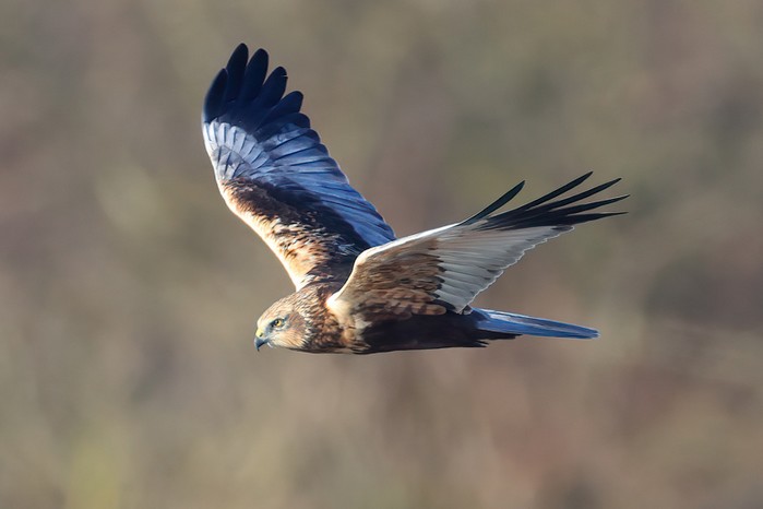 Marsh Harrier
