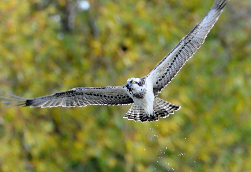 Osprey