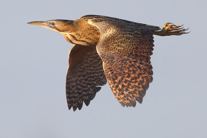 Bittern