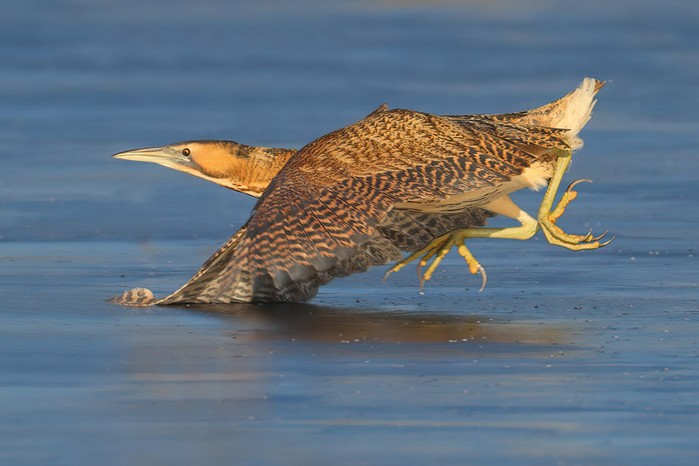 Bittern