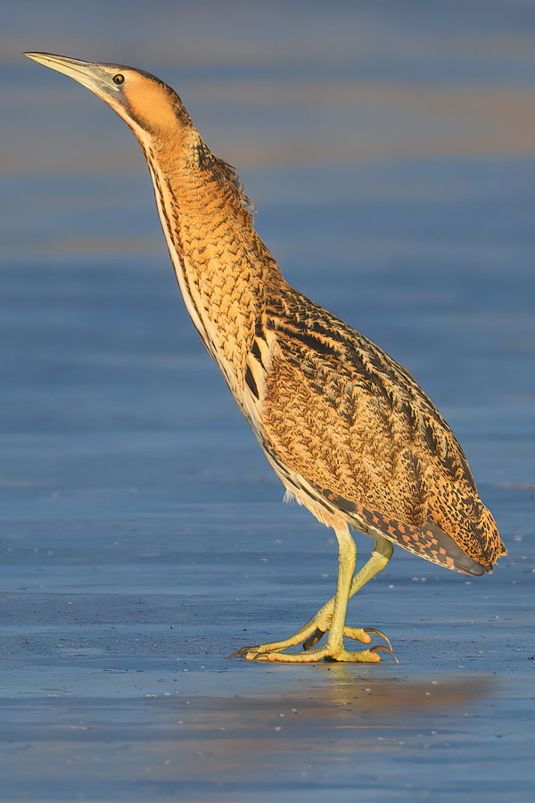 Bittern
