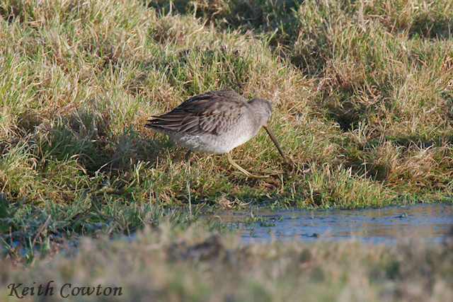 Long-billed Dowitcher