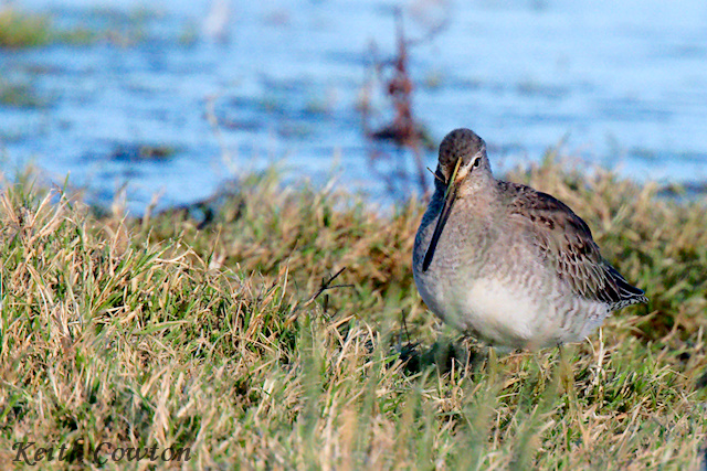 Long-billed Dowitcher
