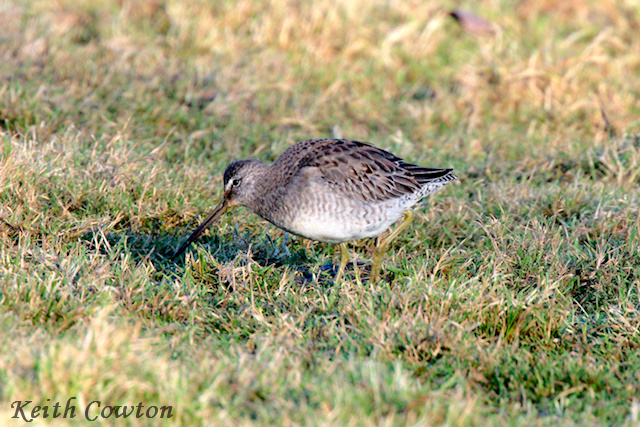 Long-billed Dowitcher