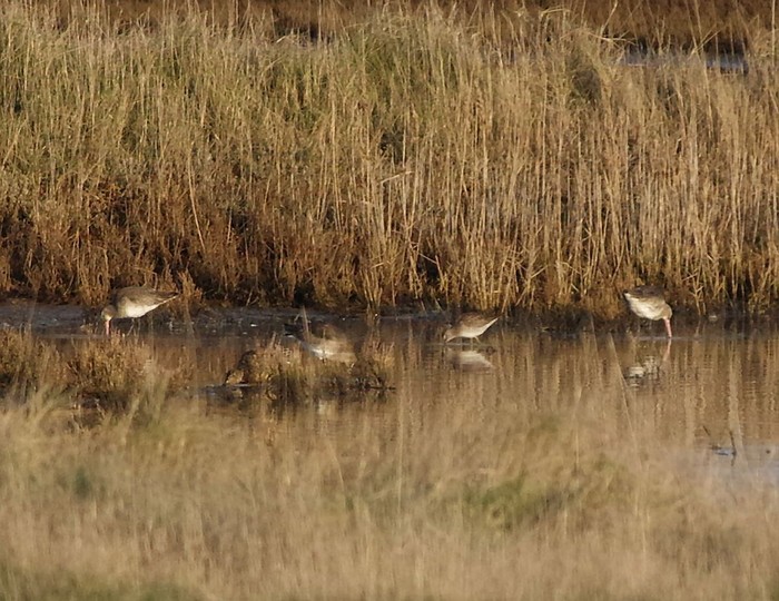 Long-billed Dowitcher