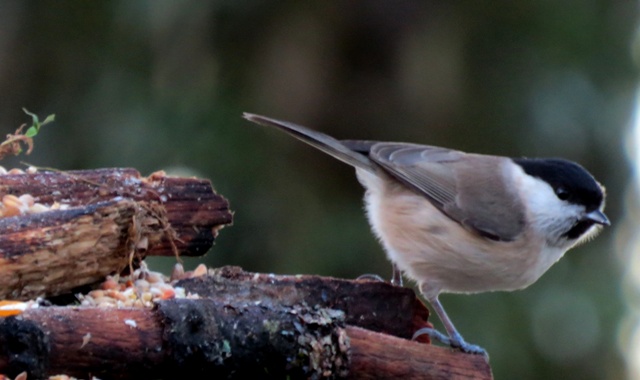Marsh Tit