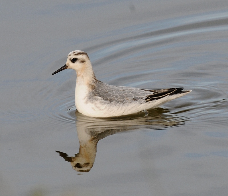 Grey Phalarope