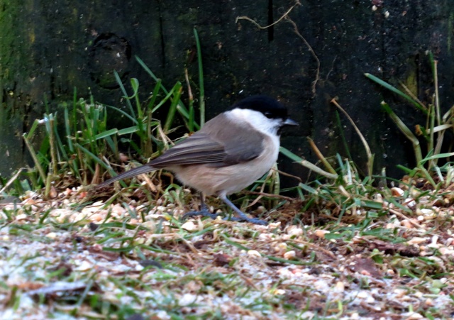 Marsh Tit