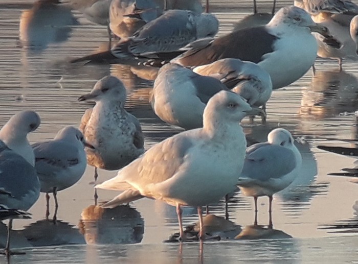 Kumlien's Gull