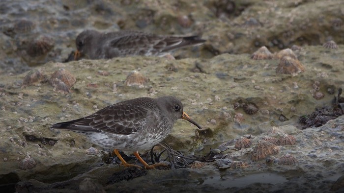 Purple Sandpiper