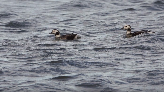Long-tailed Duck