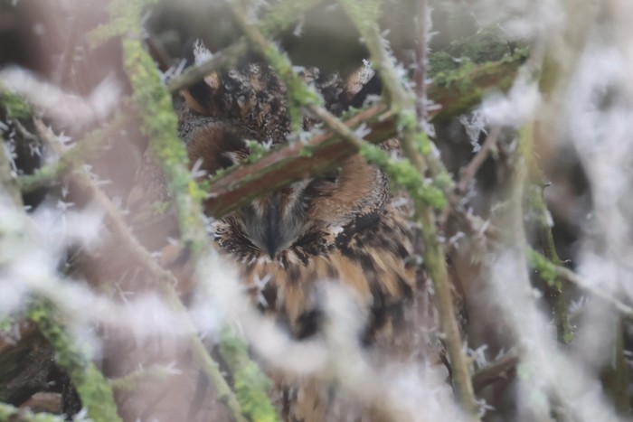 Long-eared Owl