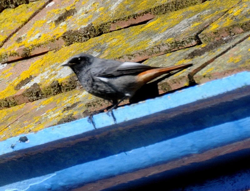 Black Redstart