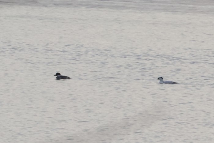 Smew