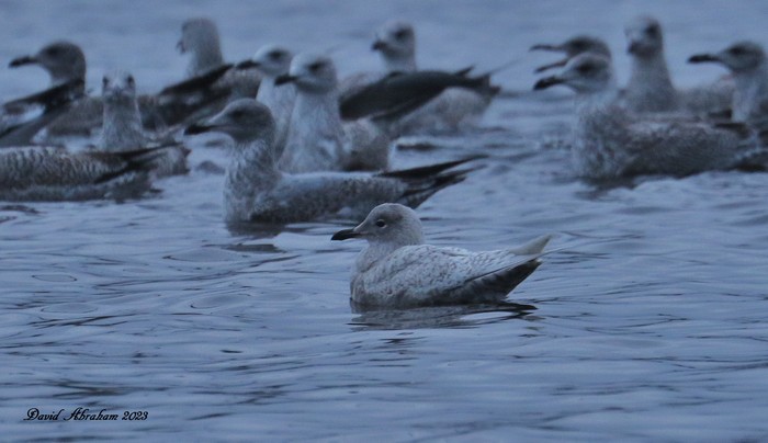Iceland Gull