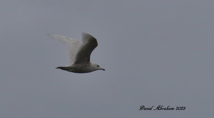 Iceland Gull 