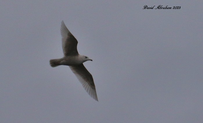 Iceland Gull