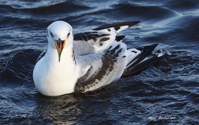 Kittiwake 