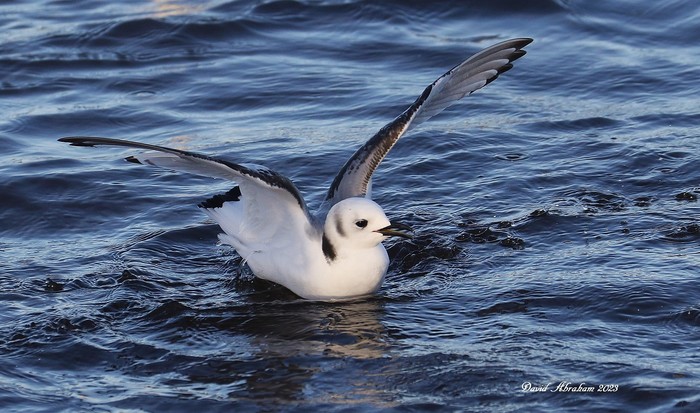 Kittiwake 