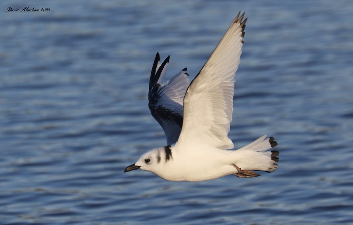 Kittiwake 