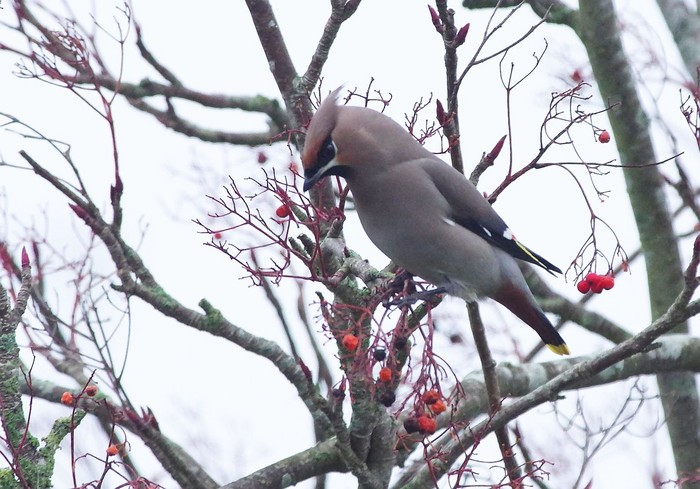 Waxwing
