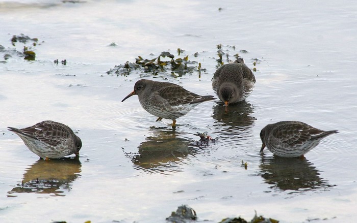 Purple Sandpiper