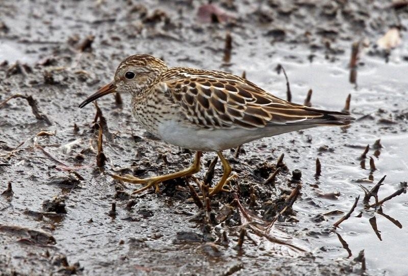 Pectoral Sandpiper