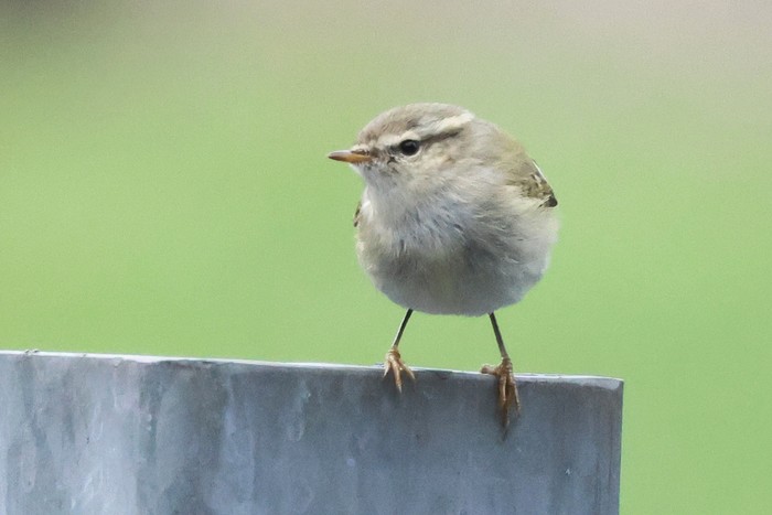 Hume's Warbler