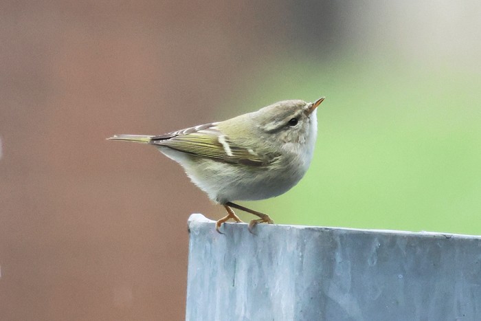 Hume's Warbler