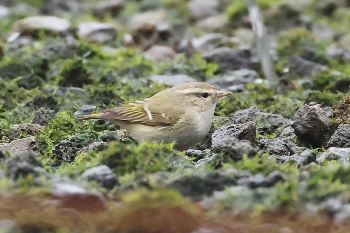 Hume's Warbler