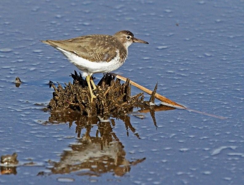 Spotted Sandpiper