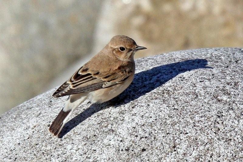 Western Black-eared Wheatear