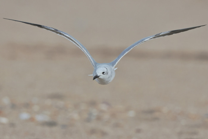 Laughing Gull
