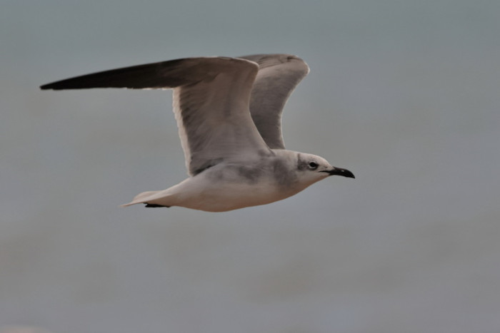 Laughing Gull