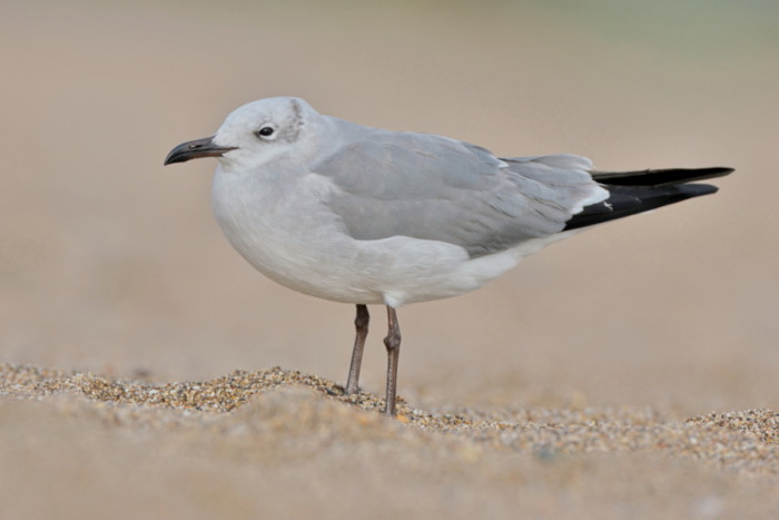 Laughing Gull