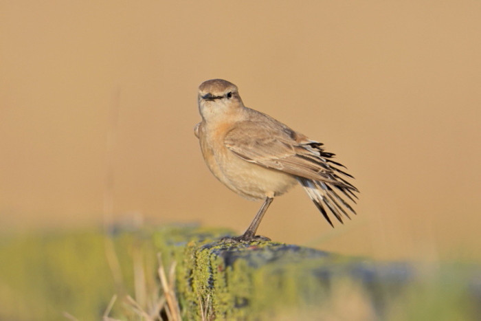 Isabelline Wheatear