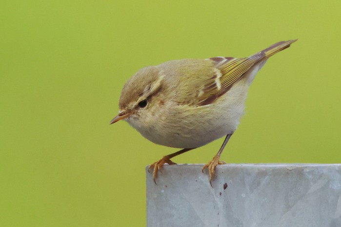 Hume's Warbler