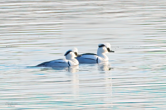 Smew